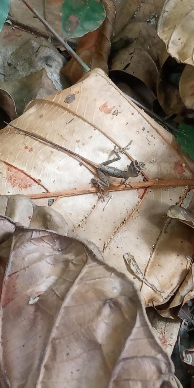 דניאיאה Sinharaja Hostel 114 מראה חיצוני תמונה